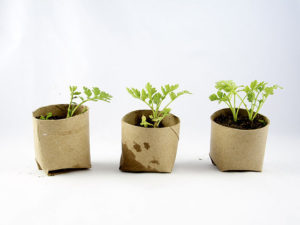 Three plants in paper cups