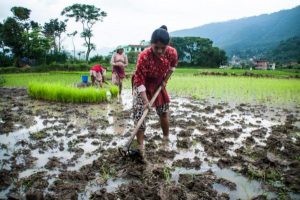 sample proposal, nepal, agriculture