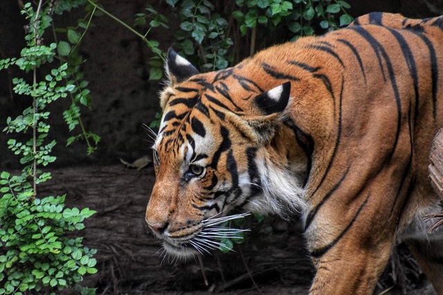 World Wildlife Day: tiger prowling through jungle