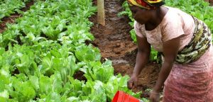 woman-field-farm-food-produce-vegetable-897459-pxhere.com