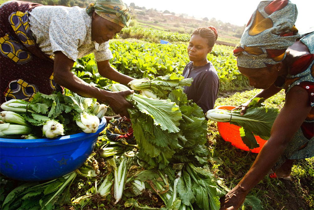 Turning Point: Sustainable Agriculture In Africa Turning Point: Sustainable Agriculture In Africa